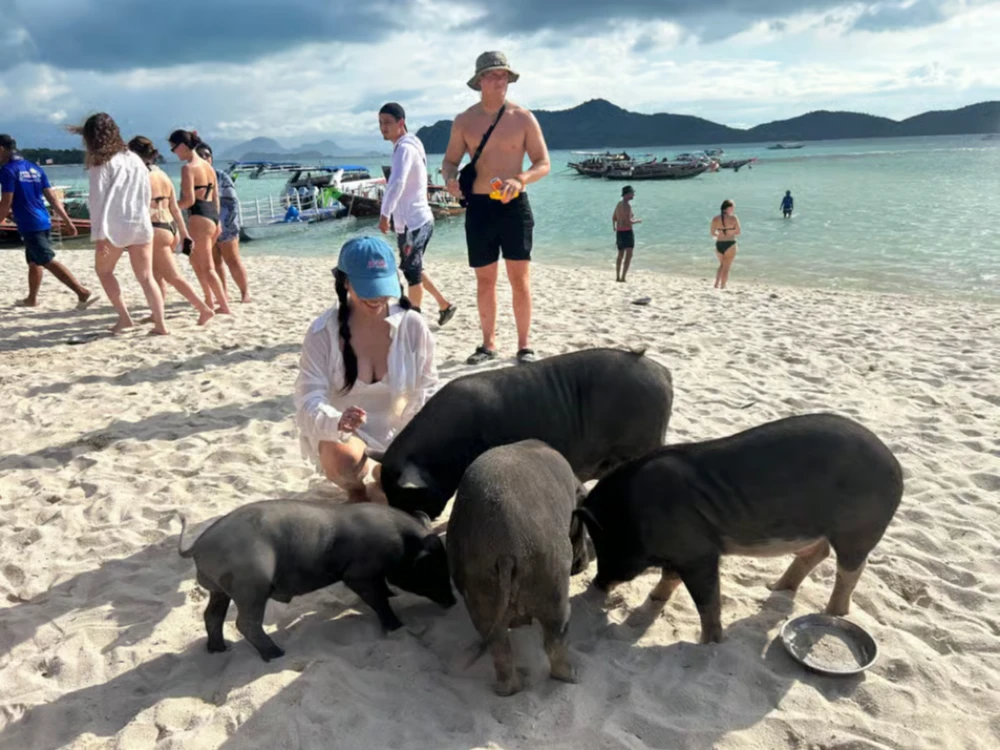 Pig Island & Koh Tan Snorkeling by Speed boat