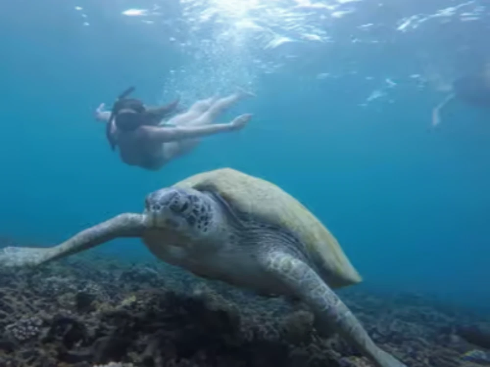 Koh Tao & Koh Nang Yuan Snorkel Trip with Lunch