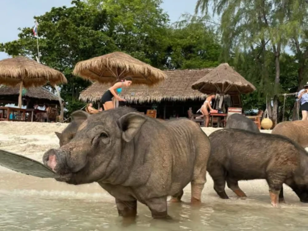Half day: Private long-tail boat to Pig Island & Koh Tan