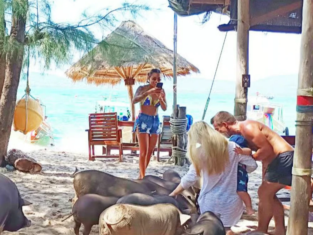 Pig Island Snorkeling and Koh Tan Speedboat Tour