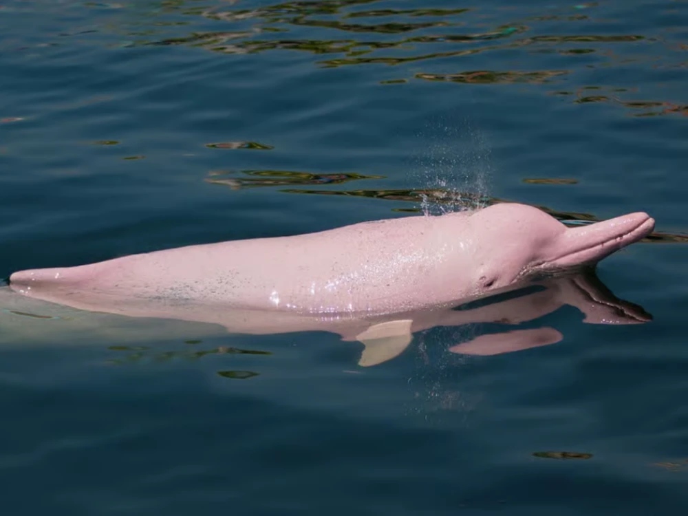 Pink Dolphin Spotting & Pig Island Speedboat Tour