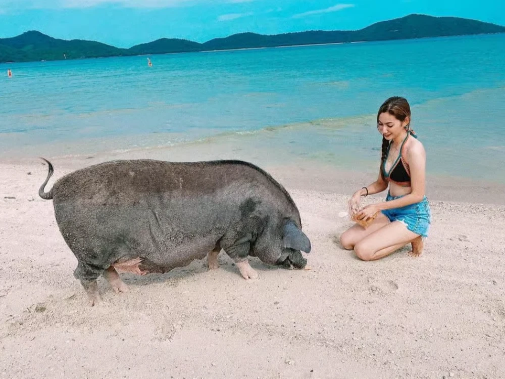 Pig Island and Ko Tan Snorkeling Boat Tour