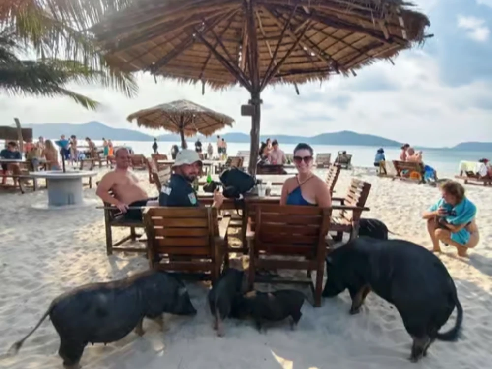 Pig Island & Koh Tan Snorkeling w/Viewpoint Hike