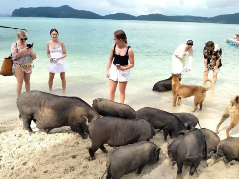 Pig Island Speedboat Tour With Hotel Pickup