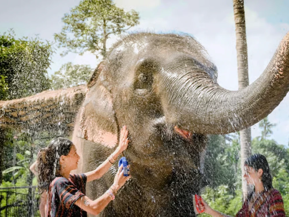 Feed & Shower with Elephants Experience in Koh Samui