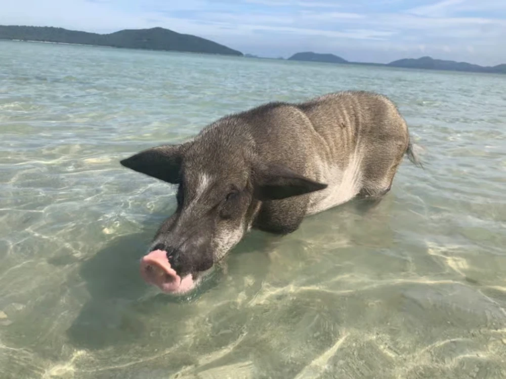 Sunset Pig Island and Snorkeling Koh Tan w/Dinner
