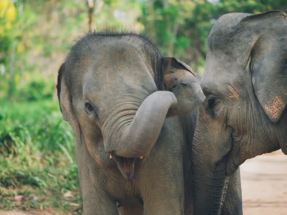 Koh Samui Elephant Kingdom Sanctuary Half-Day Tour