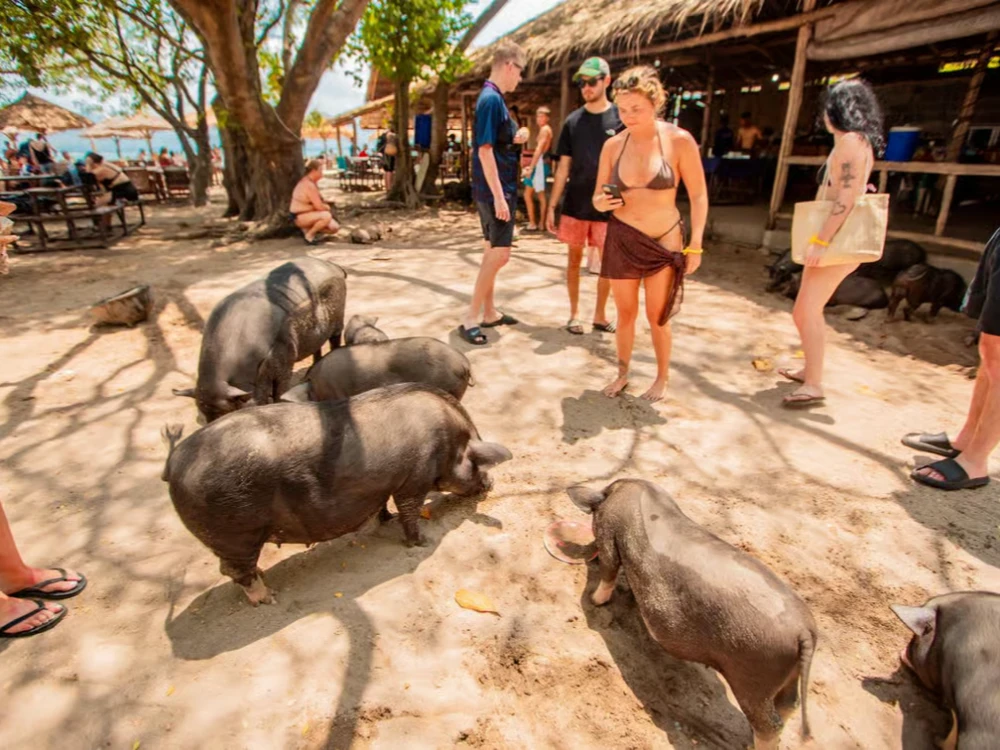 Pig Island & Koh Tan Speedboat Tour with Lunch