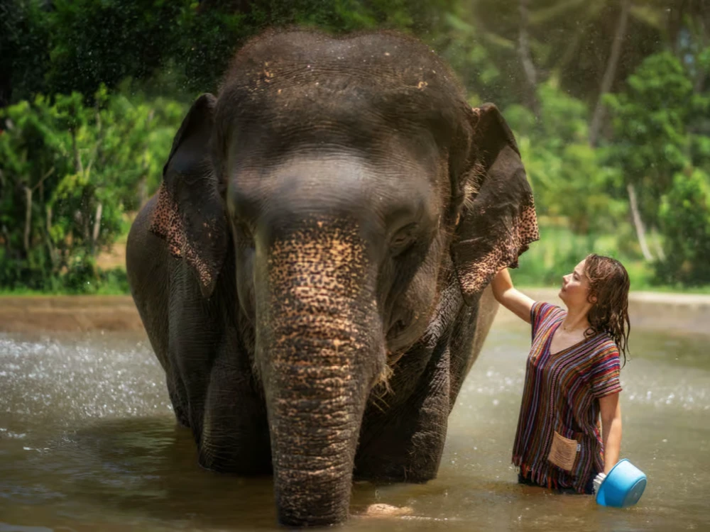 Koh Samui Elephant Jungle Sanctuary Half-Day Tour