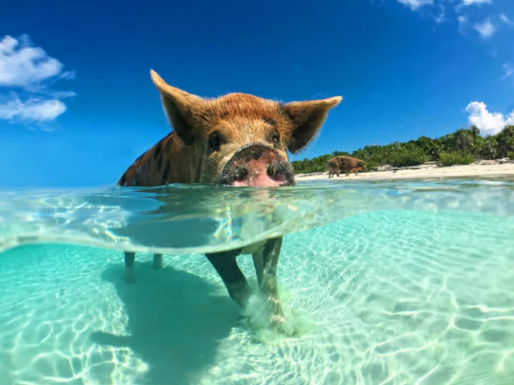 Pink Dolphin, Pig Island, and Snorkeling Day Trip