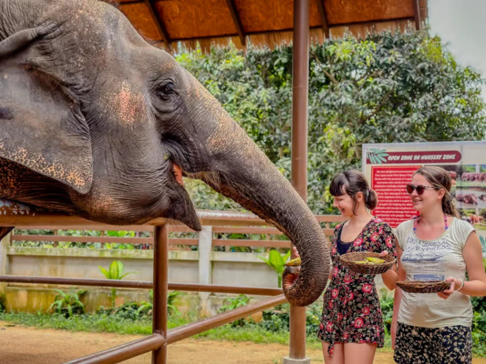 Samui Elephant Supplement Feeding & Education Experience