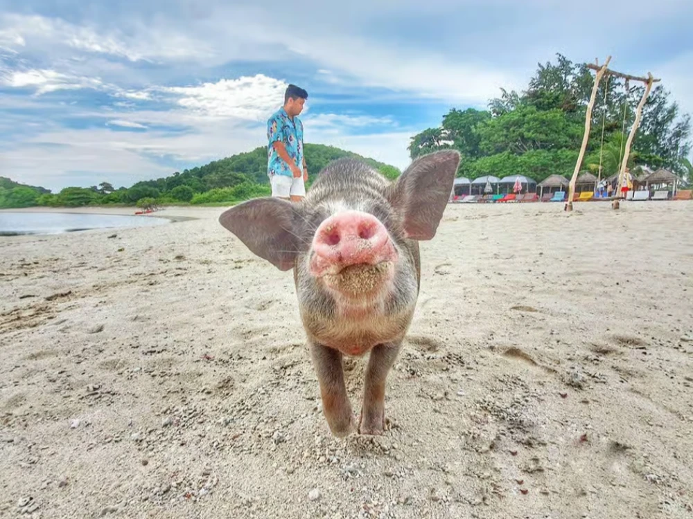Koh Tan & Pig Island Speedboat Tour with Lunch