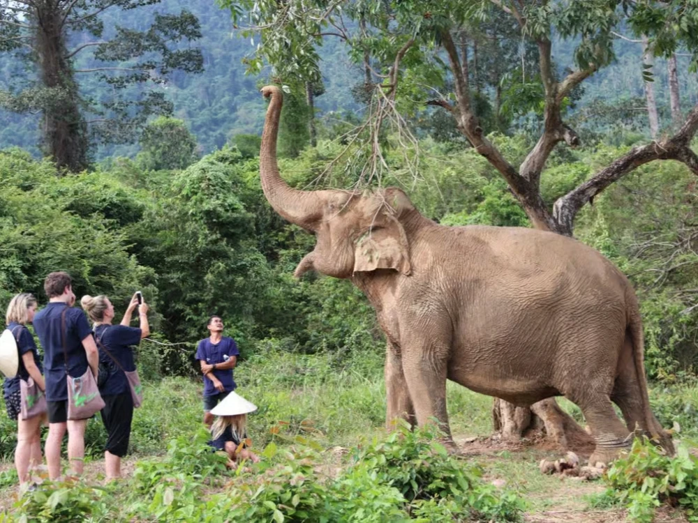 Ethical Elephant Home Sanctuary with Transfers