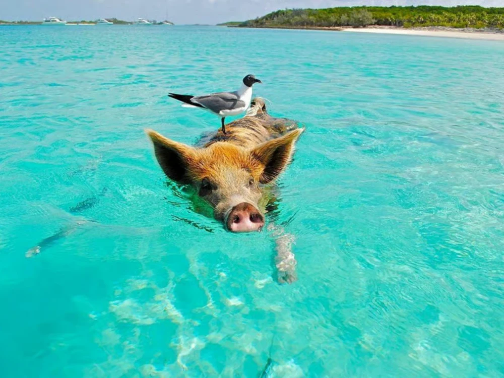 Private Speedboat Tour to Koh Madsum and Koh Tan