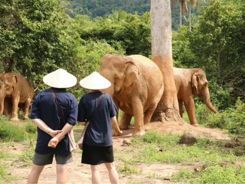 Ethical Elephant sanctuary with Elephant Museum