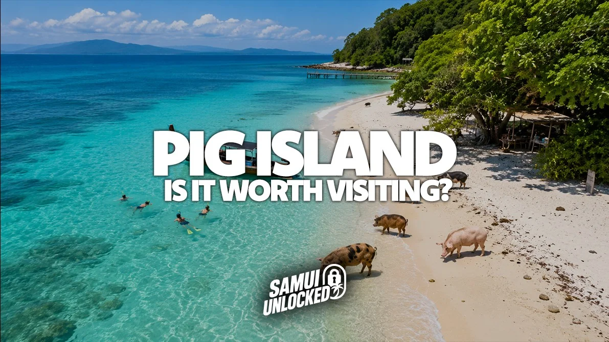 Pig Island, Koh Samui: Is It Worth Visiting?