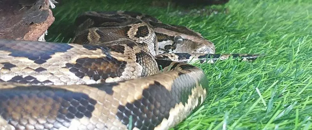 Cobra Show