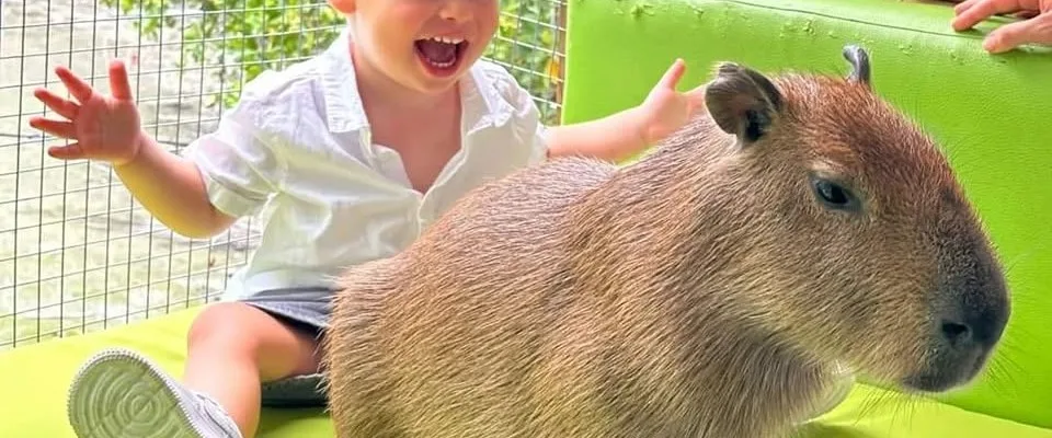 Capybara Coffee