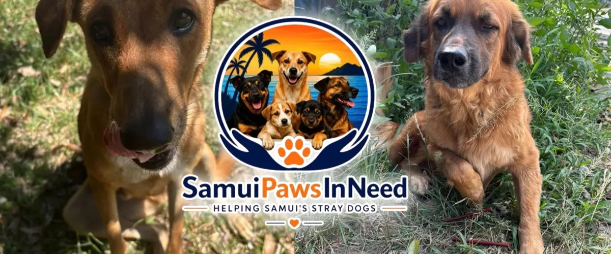 Samui Paws in Need