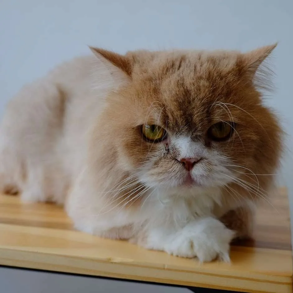 Maenam Pet Clinic